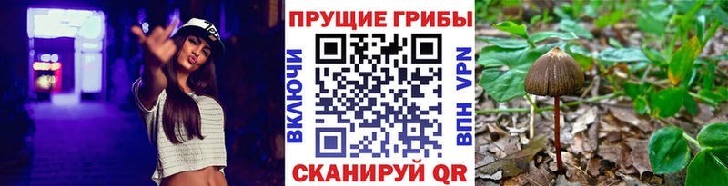 где найти   Богородицк  Галлюциногенные грибы прущие грибы 